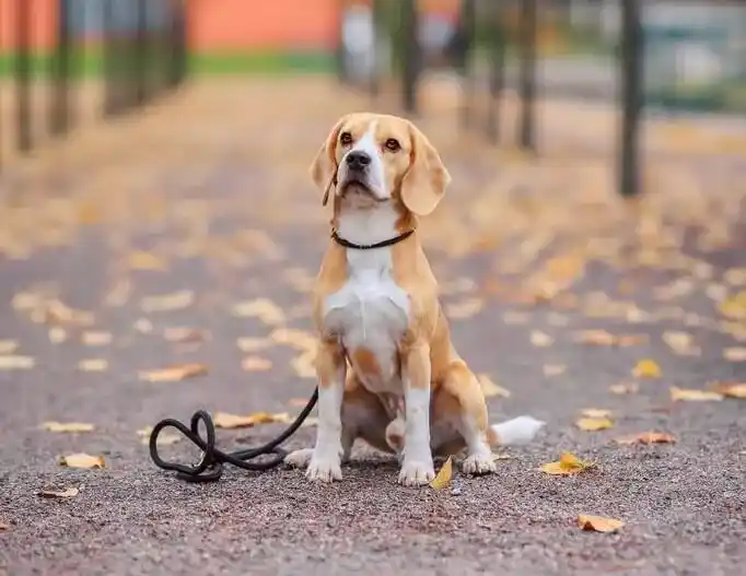 A Beagle called Penny sitting on a path
