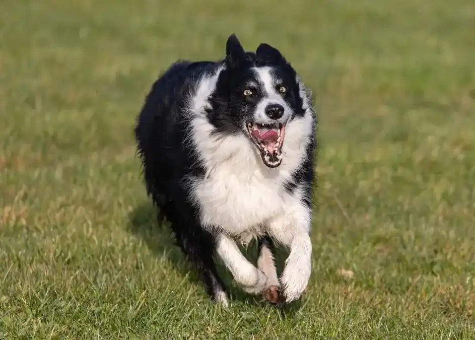 A Border Collie called Benji running in a field