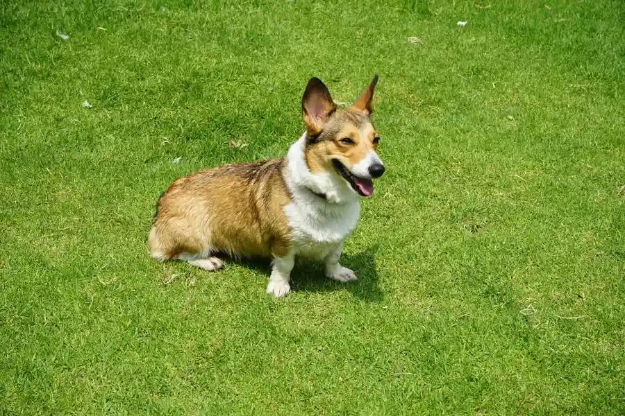 A Corgi called Willow standing on grass