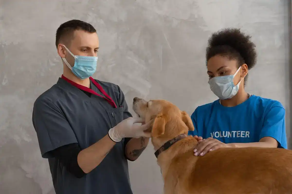 A dog being checked over by two vets