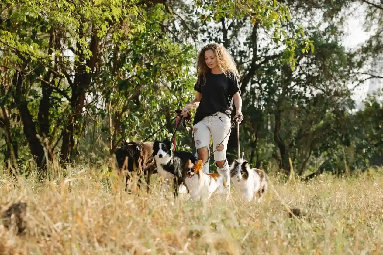 A woman walking a group of dogs
