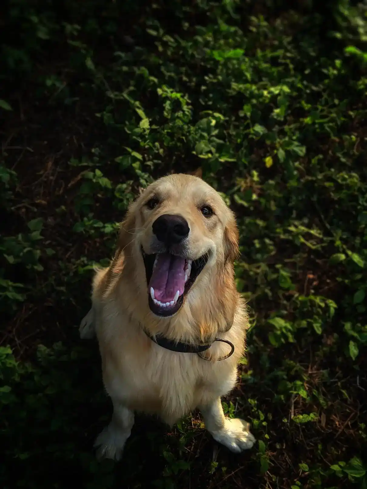 A Golden Retriever called Sam sitting by a bush