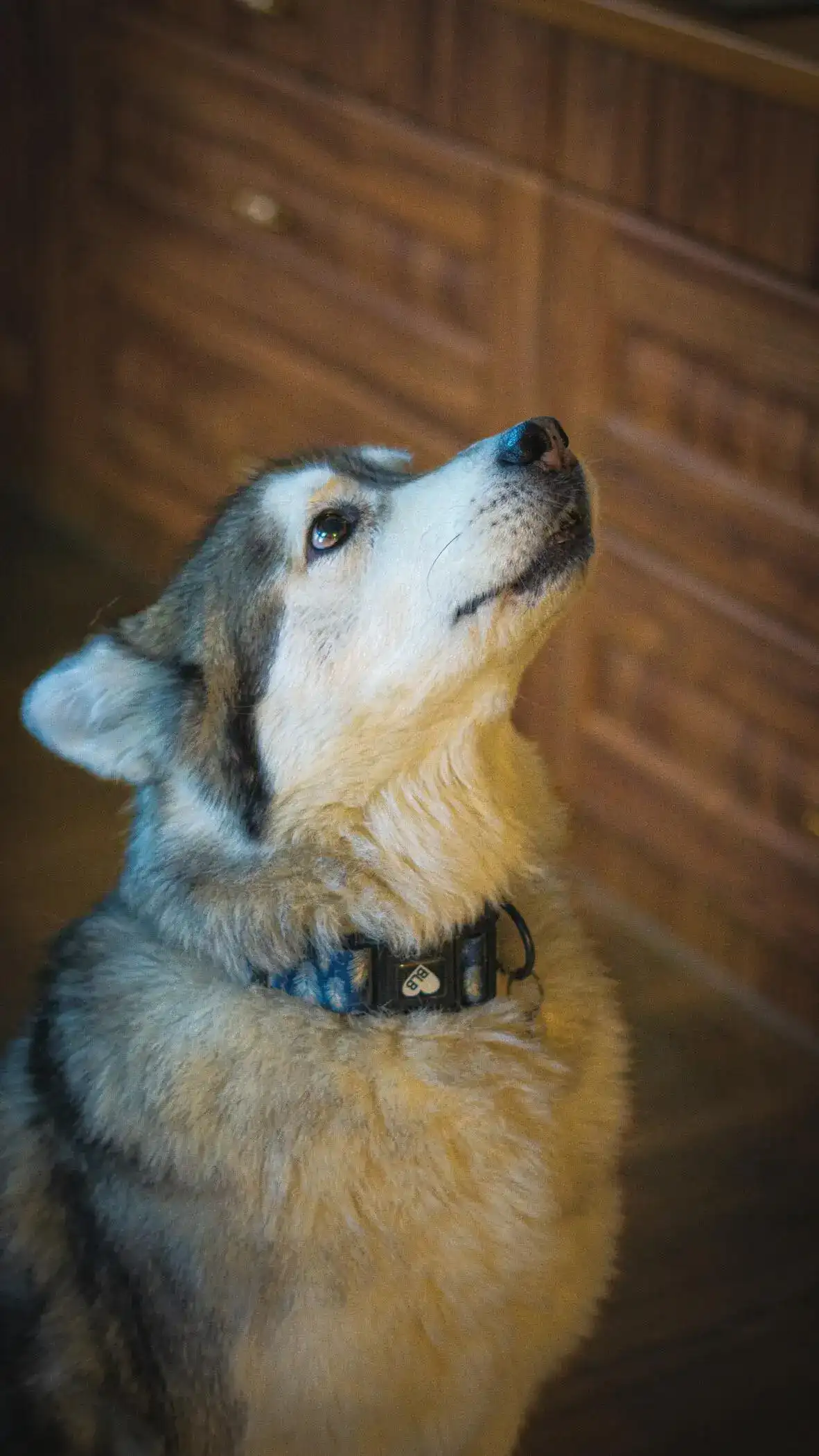 A Huskey called Luna looking up
