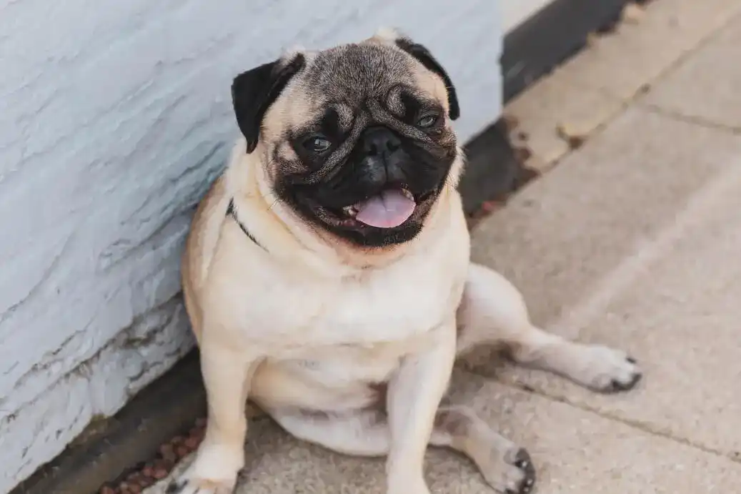 A Pug called Hugh sitting against a wall
